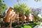 Scottsdale Villa Mirage